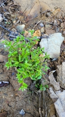 Alisma