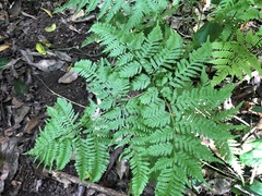Pteris tremula