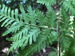 Pteris tremula