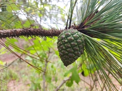 Pinus oocarpa