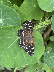 Anthanassa texana texana