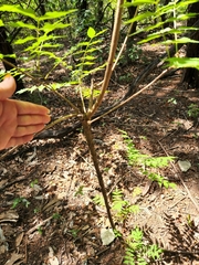 Juglans