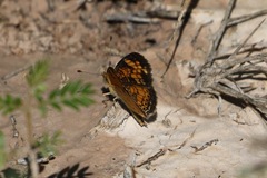 Phyciodes tharos