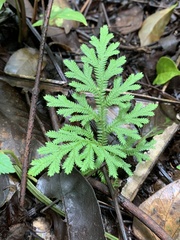 Selaginella pallescens
