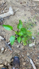 Alisma