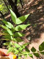 Juglans