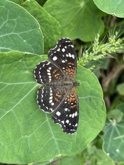 Anthanassa texana texana