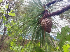 Pinus oocarpa