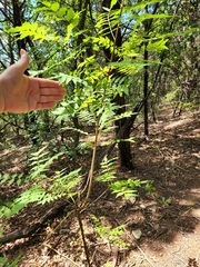 Juglans