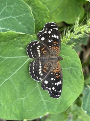Anthanassa texana texana
