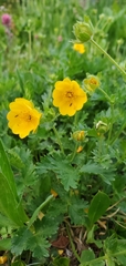 Potentilla flabellifolia