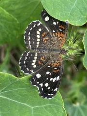 Anthanassa texana texana