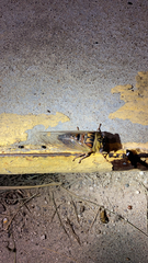 Megatibicen pronotalis