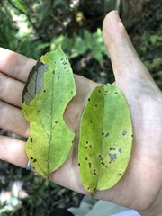 Celtis tetrandra