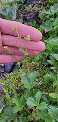 Potentilla flabellifolia