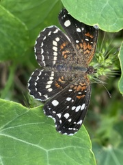 Anthanassa texana texana