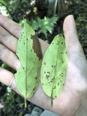Celtis tetrandra