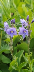 Veronica cusickii