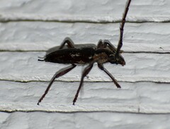 Elaphidion mimeticum