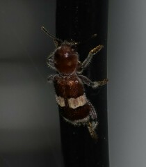 Enoclerus quadrisignatus