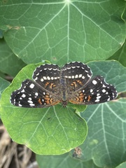 Anthanassa texana texana