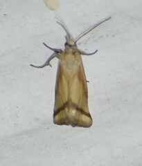 Microtheoris vibicalis