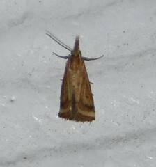 Microtheoris ophionalis