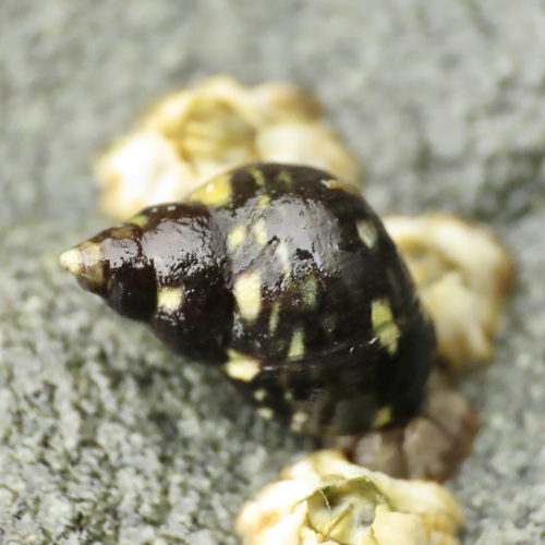 Checkered Periwinkle