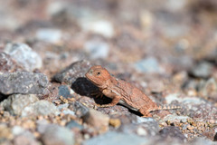 Phrynosoma hernandesi