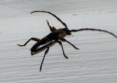 Elaphidion mimeticum