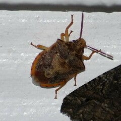 Dendrocoris humeralis