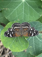 Anthanassa texana texana