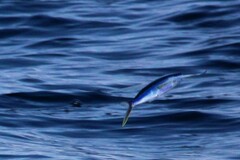 Cheilopogon