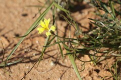 Goodenia lunata