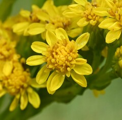 Solidago sempervirens