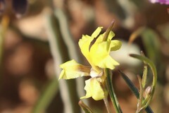 Goodenia lunata