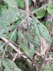 Sphenarium purpurascens