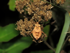 Coreoidea