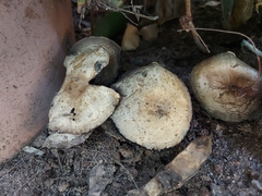Rhodocybe