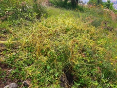 Cuscuta