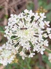 Trachymene composita
