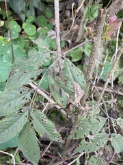 Sphenarium purpurascens