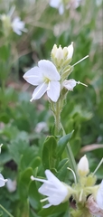 Veronica cusickii