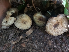 Rhodocybe