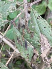 Sphenarium purpurascens