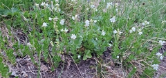 Veronica cusickii