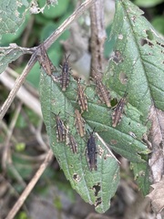 Sphenarium purpurascens