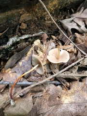 Marasmius cohaerens