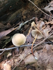 Marasmius cohaerens