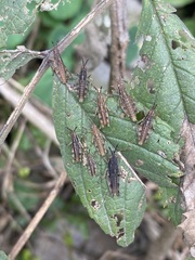 Sphenarium purpurascens
